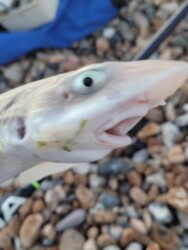 Sussex Arms up close